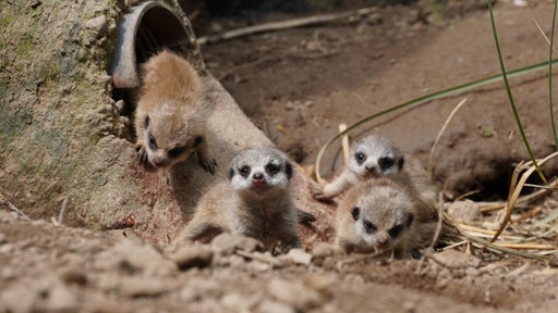 Vier Baby-Erdmännchen. Sie haben gräuliche Köpfe und braunes Fell.