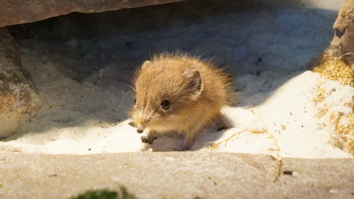 Ein Rüsselspringer-Baby. Es hat braunes Fell und kleine Braune Augen und eine kleine spitze Nase. 
