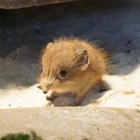 Ein Rüsselspringer-Baby. Es hat braunes Fell und kleine Braune Augen und eine kleine spitze Nase. 