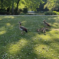 Zwei ausgewachsene Nilgänse gehen in einem Park mit sieben jungen Gänsen spazieren.
