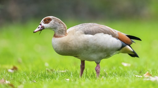 Eine Nilgans läuft über eine Wiese.
