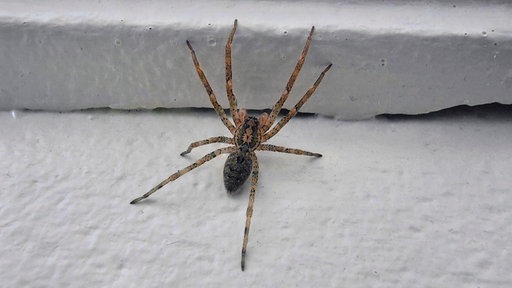 Invasive Art in NRW: Eine Nosferatu-Spinne sitzt an einer weißen Hauswand