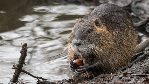 Eine Nutria frisst am Rande eines Teiches eine Kastanie.