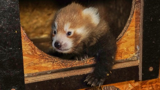 Ein Pandababy streckt seine Pfote aus der Wurfhöhle