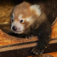 Ein Pandababy streckt seine Pfote aus der Wurfhöhle