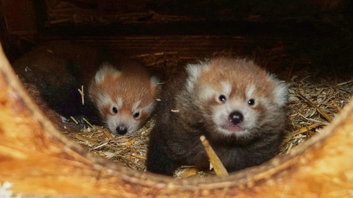 Zwei Rote-Panda-Babys gucken aus der Wurfhöhle hervor