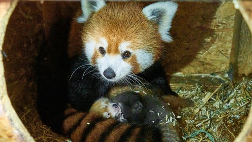 Pandaweibchen Kamala und ein Pandajungtier liegen in der Wurfhöhle