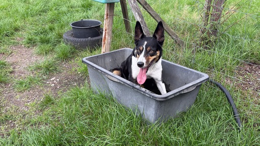 Ein Hund sitzt in einer Regentonne und hechelt
