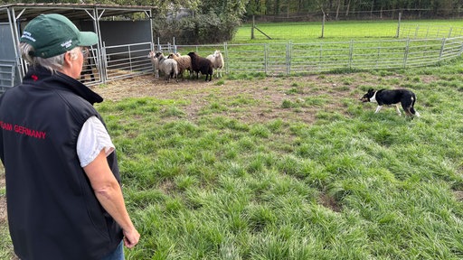 Die Schäferin Sandra Bremicker steht mit ihrem Hund und einigen Schafen auf einer Wiese 
