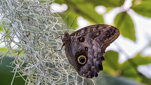 Ein Schmetterling mit braun-weiß-gelbem Gefieder sitzt auf einem Strauch, seine Flügel sind geschlossen, darauf sieht man runde Felcken, die wie Augen aussehen.