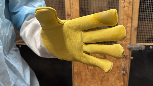 Gelber Schutzhandschuh mit Stinktiersekret am Zeigefinger, erkennbar als dunkler Fleck