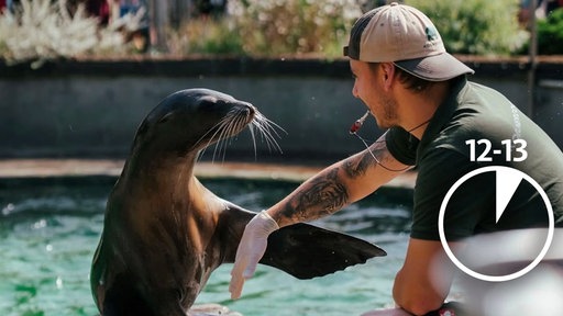 Tierpfleger Tim Burghof klatscht mit einem Seelöwen im Kölner Zoo ab.