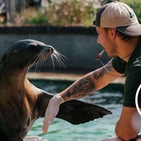 Tierpfleger Tim Burghof klatscht mit einem Seelöwen im Kölner Zoo ab.