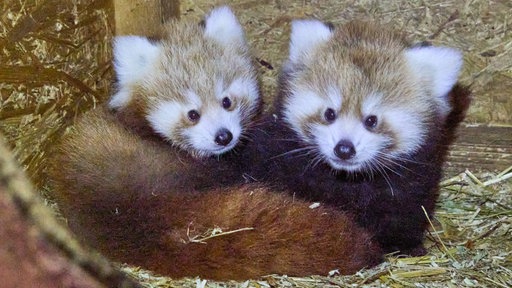 Zwei Rote Panda-Jungtiere liegen zu zweit in einem Gehege.