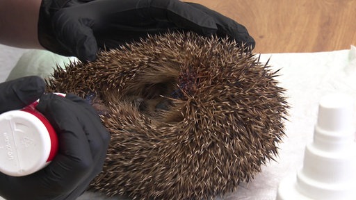 Igel mit verkrusteten Schnittverletzungen im Gesicht wird an diesen Stellen desinfiziert