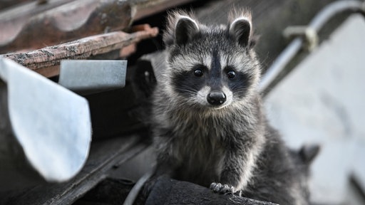 Ein junger Waschbär schaut von einem Dach herunter.