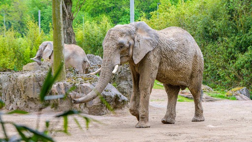Zwei Elefanten laufen durch ein Außengehäge mit großen Steinen und grünen Büschen