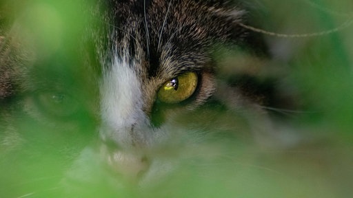 Eine halbverborgene Katze guckt mit gelben Augen in die Kamera (Symbolbild)