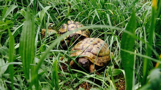 Die zwei Schildkröten "Nummer 9" und "Nummer 13" nebeneinander auf einer Wiese.