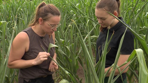 Landwirtin Bettina Hueske in Südlohn mit ihrer Praktikantin im Maisfeld