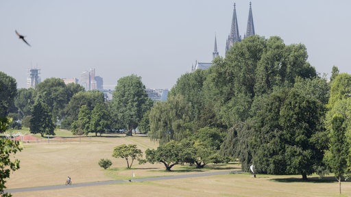  Ein Radfahrer fährt bei Hitze durch eine vertocknete Wiese im Rheinpark