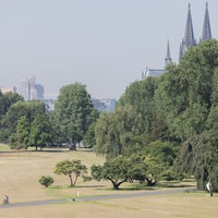  Ein Radfahrer fährt bei Hitze durch eine vertocknete Wiese im Rheinpark