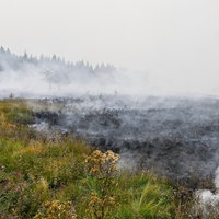 Das Feuer hat eine riesige Fläche des Natuschutzgebietes abgebrannt.