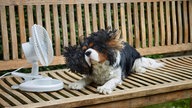 Ein Hund lietg vor einem Ventilator