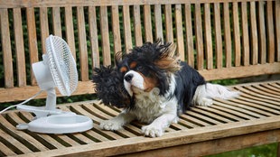 Ein Hund lietg vor einem Ventilator