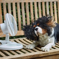 Ein Hund lietg vor einem Ventilator