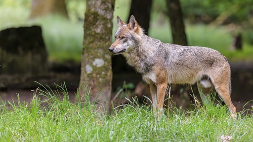 Ein Wolf steht auf einer Lichtung