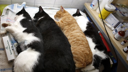 Katzenkastration
