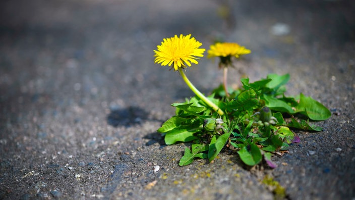 Löwenzahn durchbricht den Asphalt
