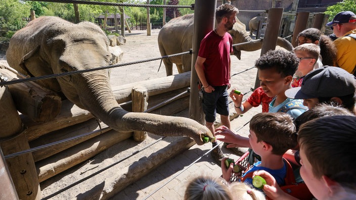 Kinder füttern einen Elefanten im Allwetterzoo Münster.