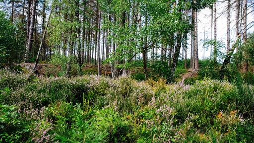 Fichten und Laubbäume im Nationalpark Eifel