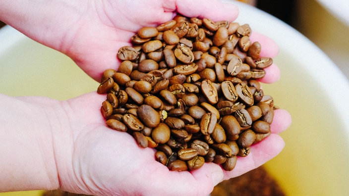 Nahaufnahme von Kaffeebohnen gehalten in zwei Händen.