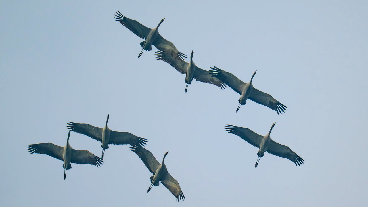 Mehrere Kraniche fliegen mit ausgebreiteten Flügeln durch die Luft