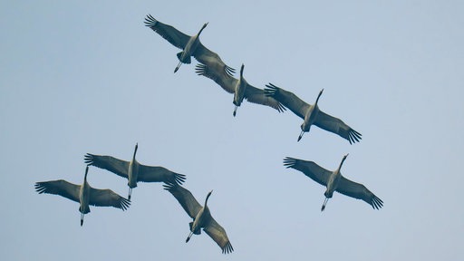 Mehrere Kraniche fliegen mit ausgebreiteten Flügeln durch die Luft
