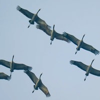 Mehrere Kraniche fliegen mit ausgebreiteten Flügeln durch die Luft