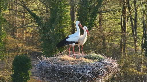 Zwei Störche stehend in einem Nest, dahinter eine Waldszenerie.