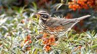 Eine Rotdossel hockt auf eine Zweig. Um sie Herum sind mehrere orangene Beeren