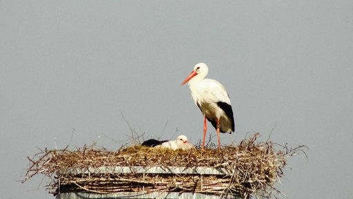 Ein Storch steht im Nest, der andere liegt links daneben