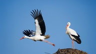 Zwei Störche stehen in ihrem Nest, ein Storch blickt nach rechts, ein anderer nach links