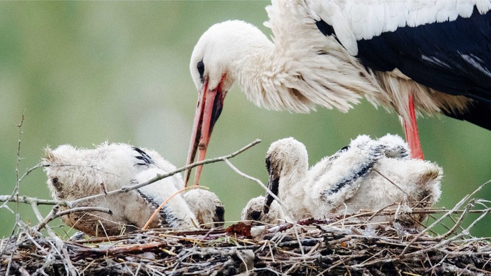 Ein Storch steht im Nest, der Schnabel ist nach unten geneigt, dort sitzen zwei Jungvögel