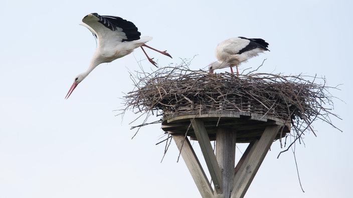 Ein Storch steht im Nest, den Schnabel nach unten gebeugt, der andere Storch flieg gerade runter vom Nest
