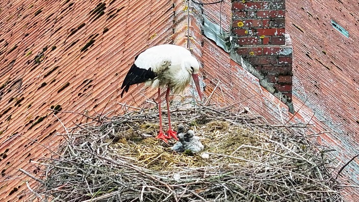 Ein Störch steht in seinem Nest. Darin sitzen graue Küken.