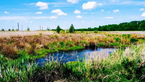 Blick auf das Große Torfmoor mit Wiese, Gräsern und Wasser.