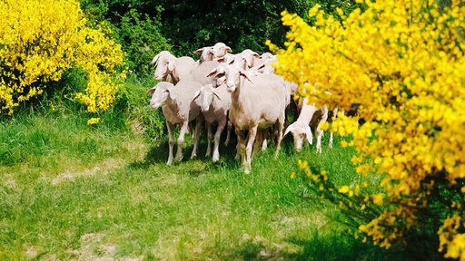 Eine Schafherde kommt hinter einem Ginsterbusch hervor.