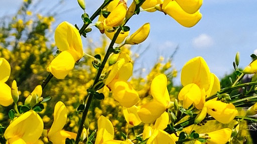 Besenginsterblüten aus der Nähe