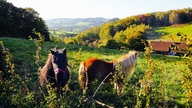 Zwei Ponys stehen auf einer grünen Wiese in einer hügeligen Landschaft.